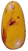 amberinsect